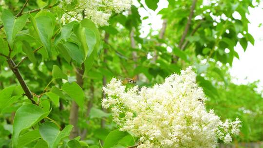 蜂鸟鹰蛾在梨花上采蜜