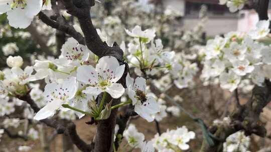 梨花与蜜蜂