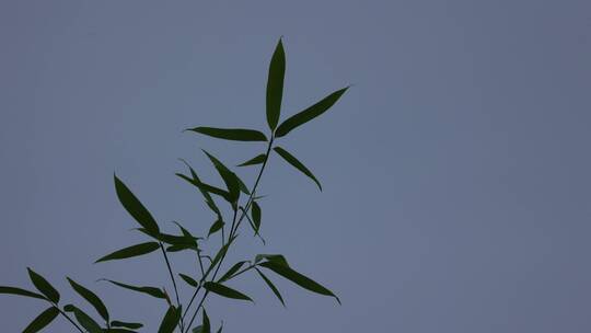 夏季树木空镜素材