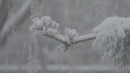 冬天雪景 下雪空镜