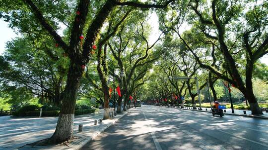 广西桂林城市道路绿树成荫的街道