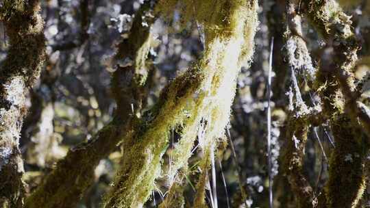 森林树林苔藓植被生长
