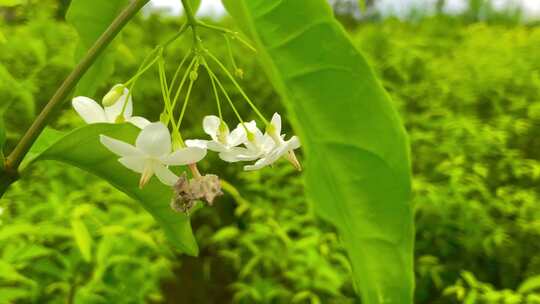 花水茉莉