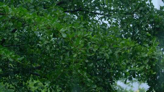 夏天 雨季 下雨 树叶视频素材模板下载