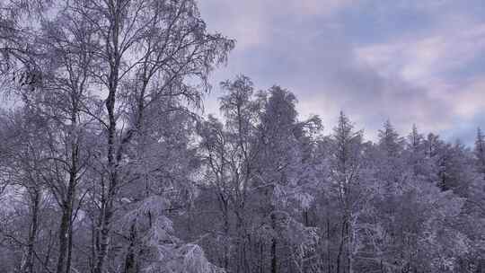 寒冬大兴安岭森林雪松树挂