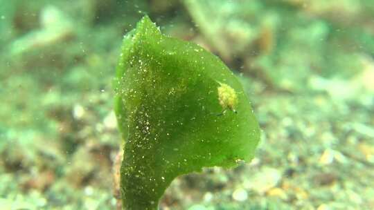 海蛞蝓，海洋动物，海洋，水下