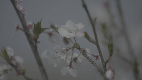 上海海边礁石樱花log灰色实拍原素材