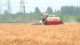 成熟小麦农机收割高清在线视频素材下载