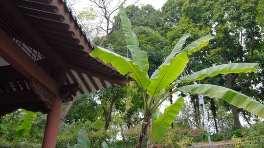 古宅庭院的春节