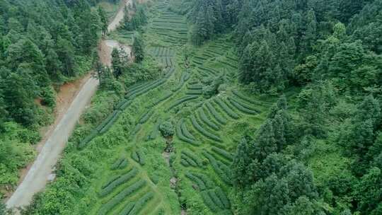茶叶茶山茶园采茶绿茶龙井茶艺春茶实拍素材