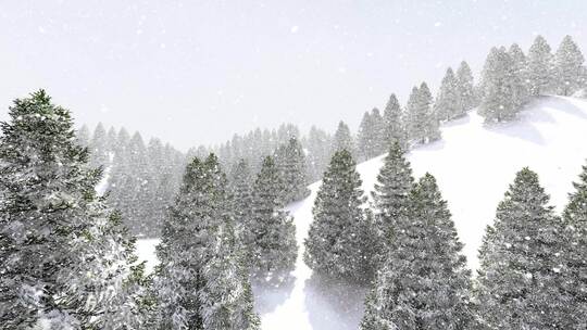 冬天松树林下雪