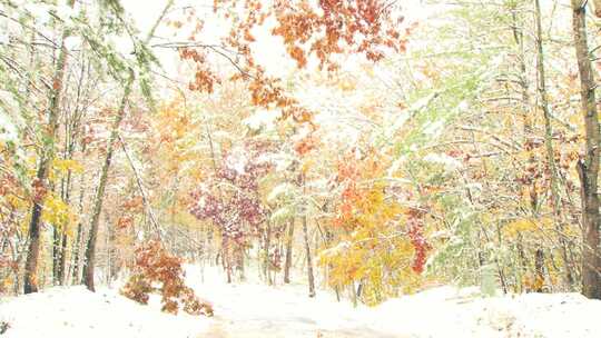 冬天下雪雪花飘落在树林里