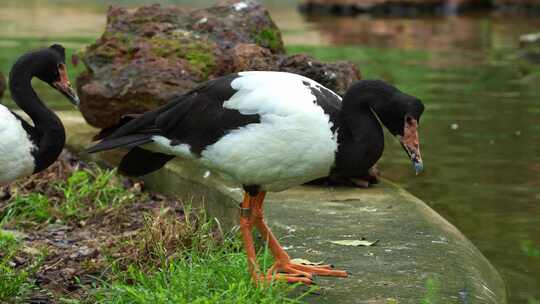 喜鹊鹅，有着醒目的黑白羽毛的半翅雁，站在