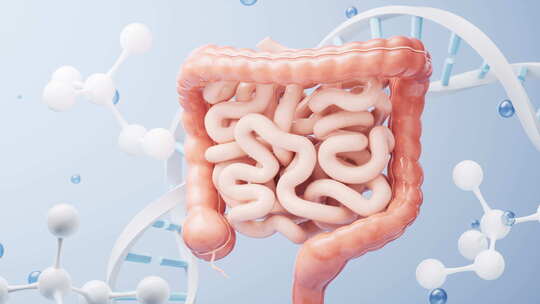 内脏器官肠道生物科技医学概念3D渲染