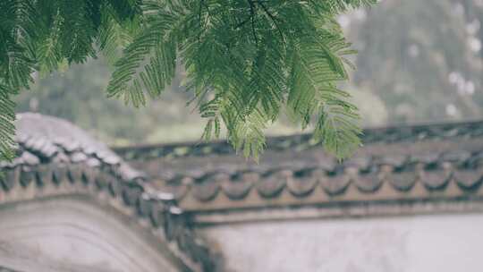 雨中的中式建筑青瓦屋檐与绿叶植物