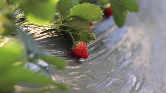 草莓大棚  草莓采摘园