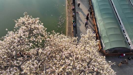 中国广东省广州市天河区华南师范大学异木棉