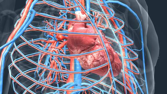 医学人体奥秘器官心脏三维动画
