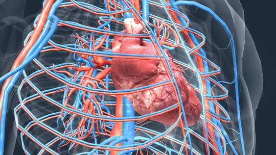 医学人体奥秘器官心脏三维动画视频素材模板下载