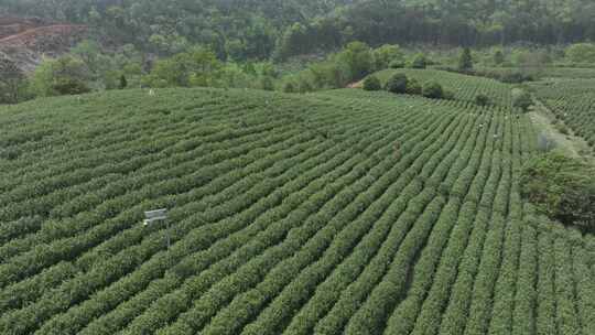 茶山茶园航拍