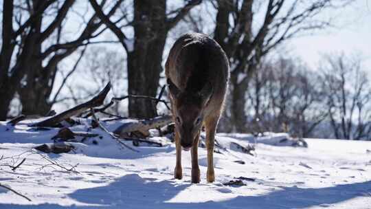 寒冷冬天野生动物鹿在雪中