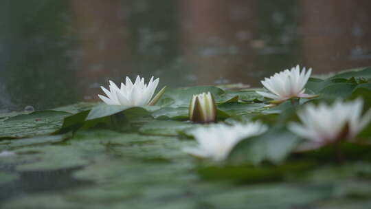 雨中水莲 莲花 睡莲 水莲