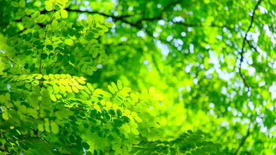阳光树林 树荫 树叶视频素材模板下载