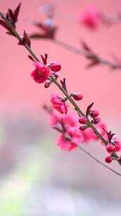春天中国北京故宫博物院内绽放的榆叶梅竖屏
