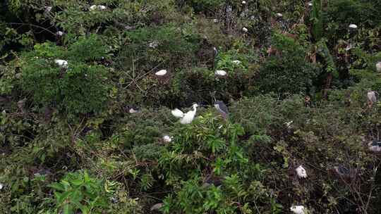 树上栖息的白鹭航拍