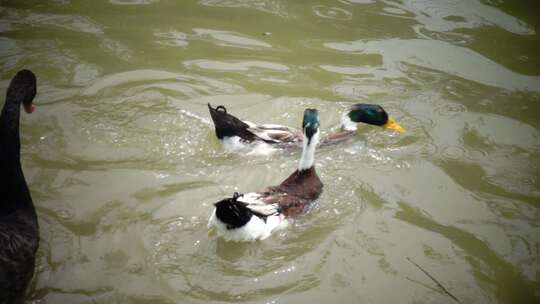 湖面上的天鹅与鸭子 慢动作升格