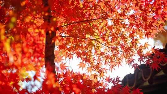 秋天枫树林红色枫叶森林树林