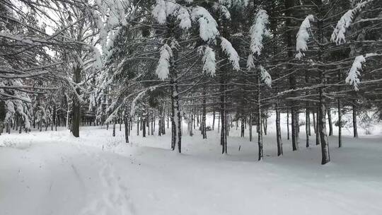 黑水兴安塔河 下雪雪景 手持拍摄