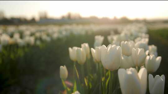 郁金香花春暖花开空镜素材