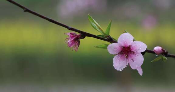 桃花 素材