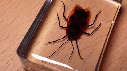 红蝽背部腹部昆虫标本琥珀 (2)