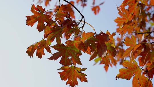 深秋秋天红枫叶风景视频素材模板下载