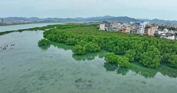 盐洲红树林保护区惠东候鸟白沙村