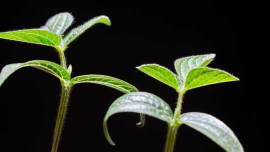 种子发芽 种子破土而出 植物生长延时