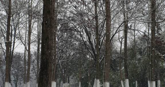 大雪纷飞的树林间