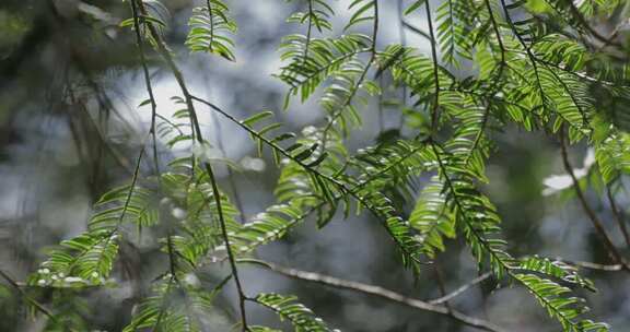 春天山区红豆杉新叶嫩芽