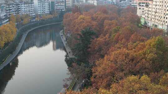 秋天枯黄树枝树叶植物森林城市秋天