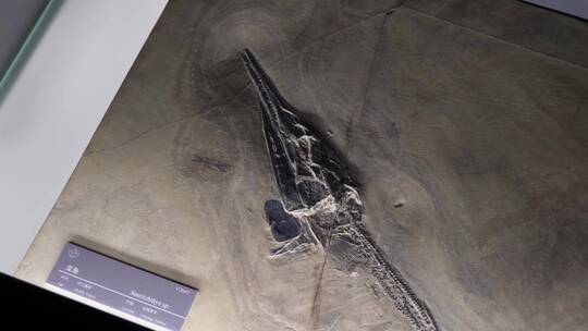 白垩纪翼龙化石恐龙蛋