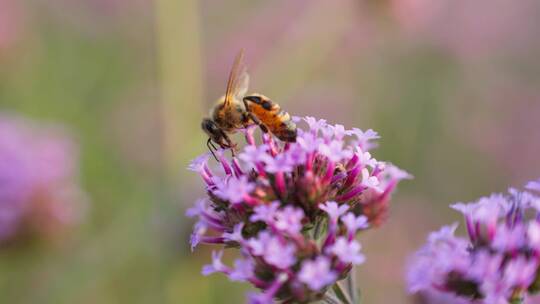 慢镜头拍摄马鞭草上采蜜的蜜蜂