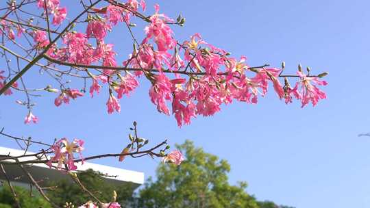 花在风中飘动