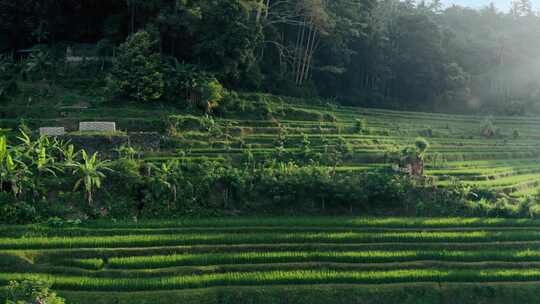 巴厘岛，水稻，稻田，种植园