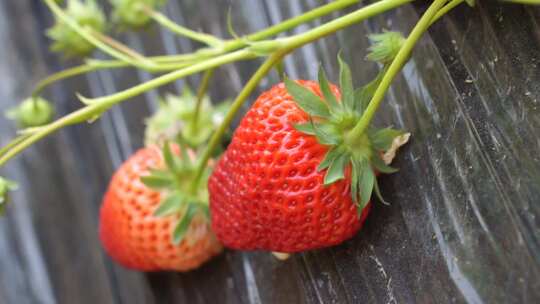 草莓生长在塑料薄膜上的农业生态景象