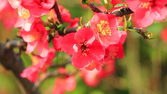 春天的海棠花开，蜜蜂忙着采花粉实拍片段
