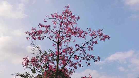 蓝天白云下的花，粉色花朵