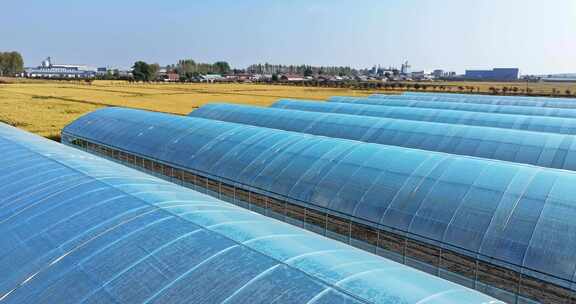 大棚种植基地航拍