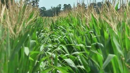 稻田水稻特写 稻穗稻浪